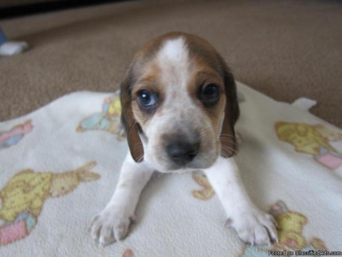 Beagle Puppies Purebred Akc Registered Nampa Id For 350