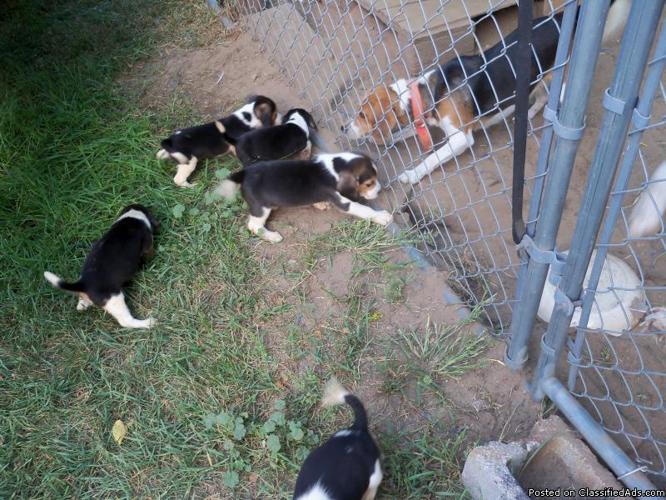 Beagle Puppies - UKC Registered - 3 Generation Grand Champions - Price: $200