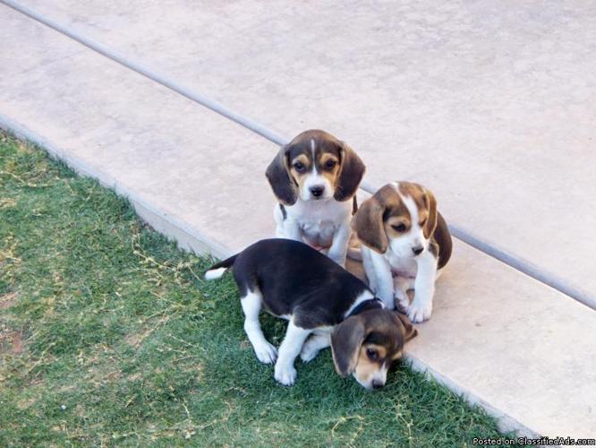 Beagle Puppy - Price: $850