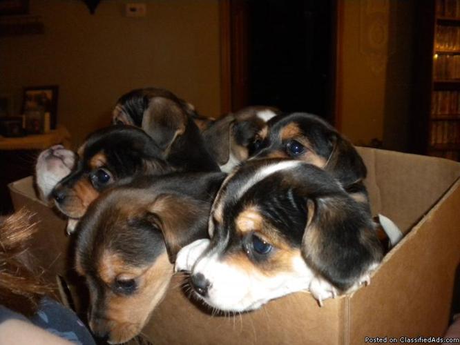 beagle terrier mix for sale