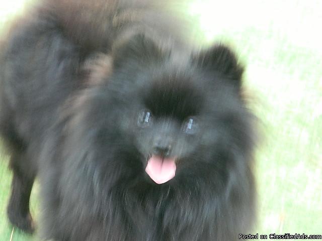 Beautiful Adult pomeranians for sale 2 years and younger - Price: 900.00