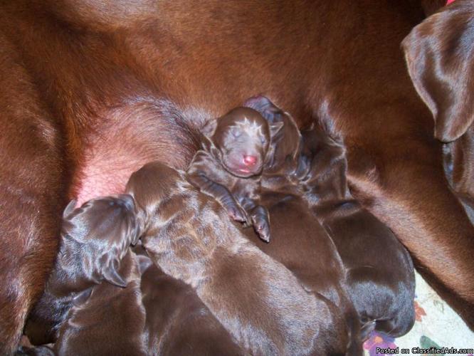 Beautiful AKC Chocolate Labrador Puppies - Price: 550
