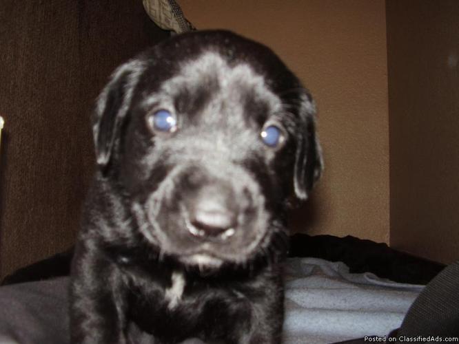 Beautiful AKC Labrador Retriever pups - Price: 300