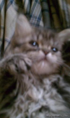 Beautiful and Adorable! 1/2 Persian Kittens - Price: $75