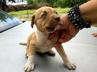 Beautiful Blue-Eyed Pitbull Puppies - Price: 10