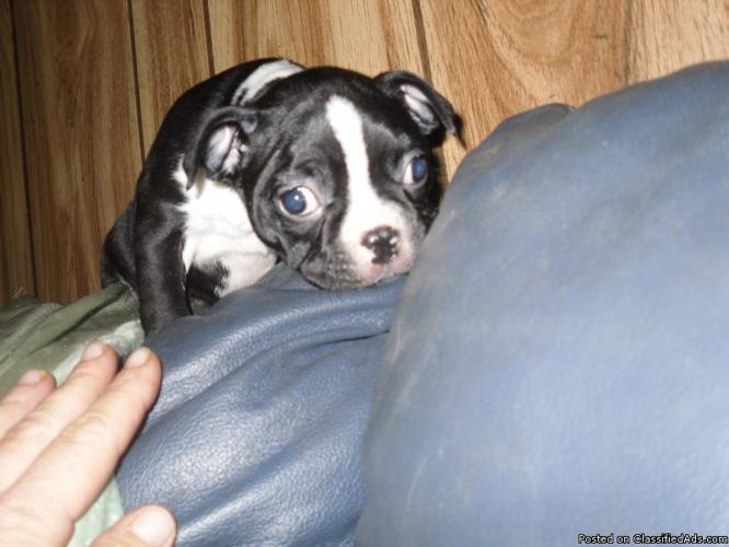 Beautiful boston terrier pups - Price: 400