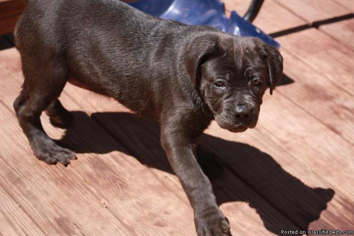 Beautiful Cane Corso Puppies for Sale