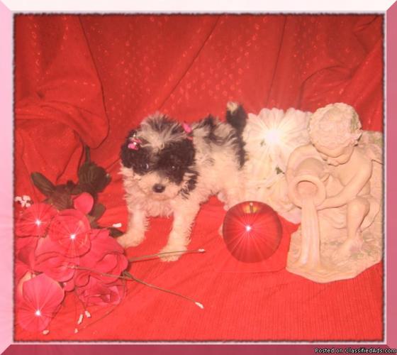***Beautiful CKC Register Teacup Poodle Puppy*** - Price: 650.00