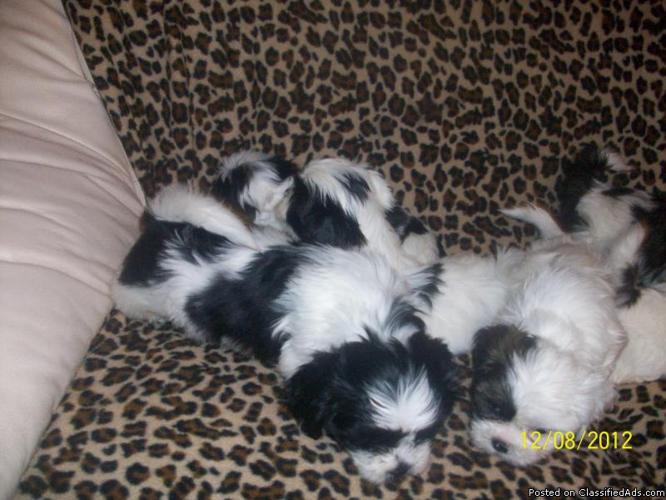 beautiful ckc shihtzu puppies - Price: 275
