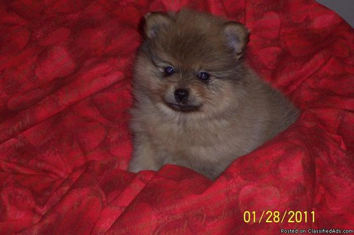 Beautiful Cream Sable AKC Male Pomeranian Puppy - Price: $450.00