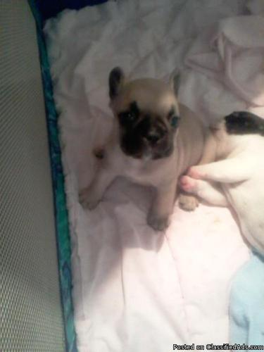 Beautiful Frenchies Sable blue fawn - Price: 3000