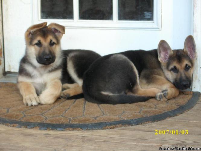 Beautiful German Shepherd Puppies Price 200 00 For Sale In Opelika Alabama Best Pets Online