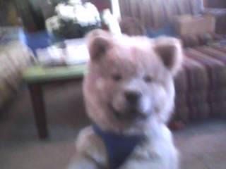 Beautiful Male Chow Puppy - Price: 400