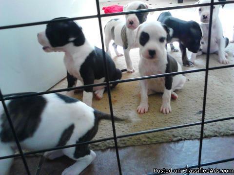 beautiful pitbull/mastiff puppies (bodogs) READY TO GO!! - Price: 100.00 OBO