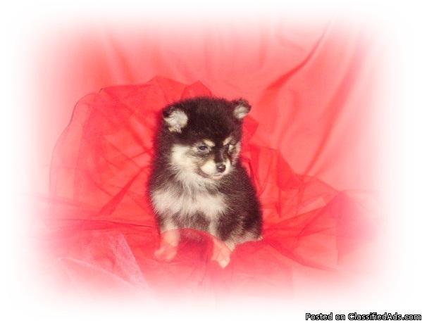 Beautiful Pomeranian Puppies - Price: 375.00