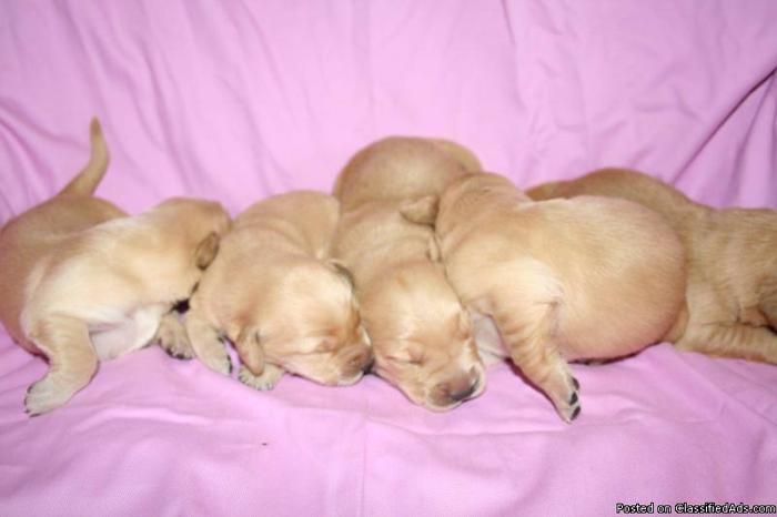 BEAUTIFUL purebred golden retriever puppies:) - Price: 1200