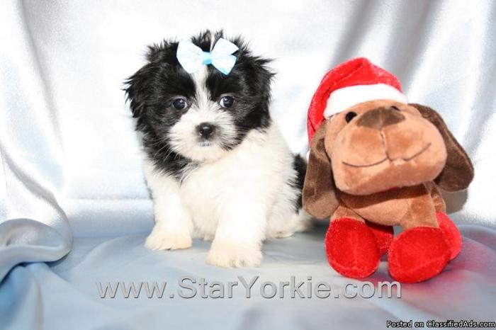 Beautiful Teacup Malshi (Maltese & Shih-Tzu mix) Puppies in Las Vegas - Perfect Gift for Christmas!!! - Price: 1200.00