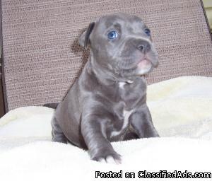 Beautiful UKC Reg Blue Pit Bull Puppies 4sale. Purple Ribbon Razors Edge Blood Line - Price: 400.00