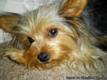 Beautiful Yorkie Mix Litter just arrived!!! - Price: $300