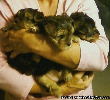 Beautiful Yorkie Puppies For Sale - Price: $1200