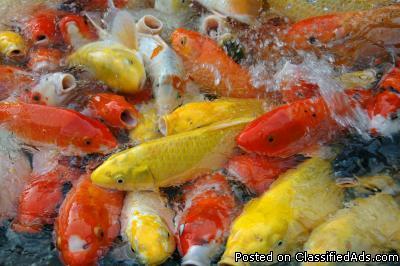 Beautifull Mix colors KOI fishes available for sale. - Price: 200