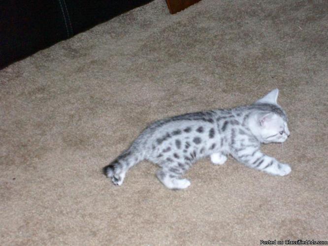 Bengal kitten's for sale - Price: $600.00-$800.00