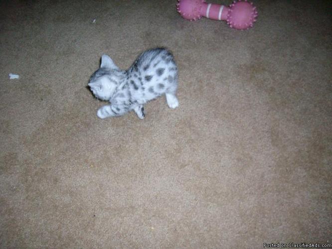 Bengal kitten's for sale - Price: starting at $600.00