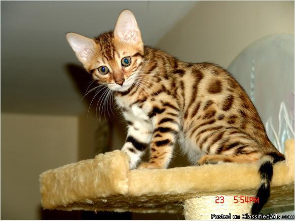 Bengal kittens - Price: 189