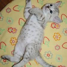 Bengal Kittens - Price: $400
