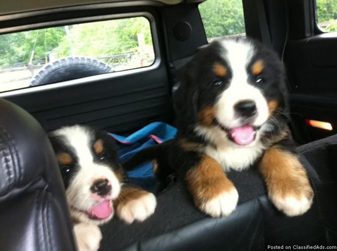 Bernese Mountain Dog PUPPIES - AKC Registered - Price: 800.00