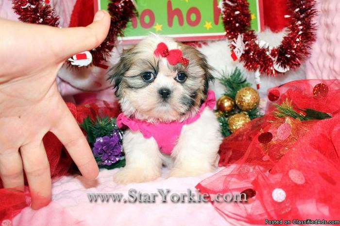 Best Christmas Gift - A New Puppy will Bring Love & Joy to the Entire Family!!!