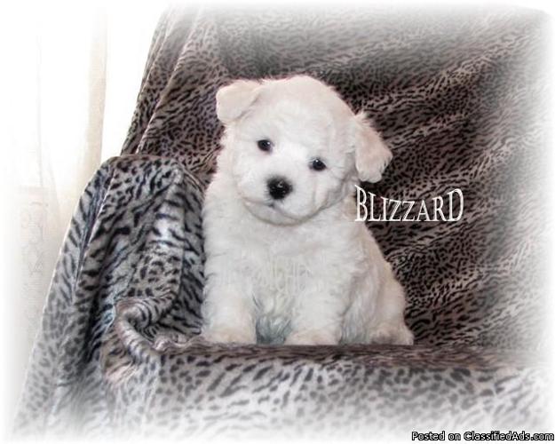 Bichon Frise Champion Line Puppy! - Price: $1100