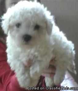 Bichon Frise Puppies Akc Papers With Physical Shots Price