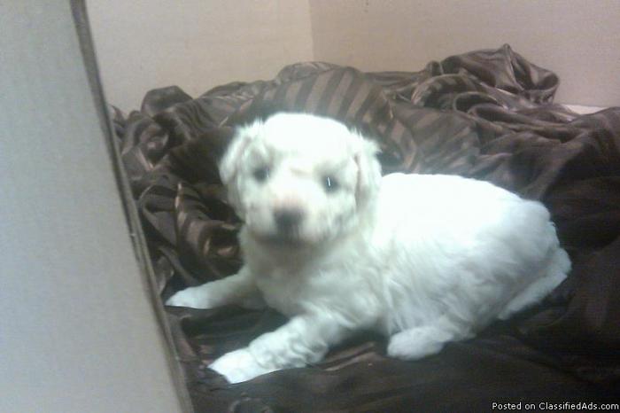 Bichon Frise Puppy for sale - Price: $800