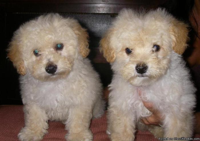 Bichon Poo Pups Available---Males - Price: $400