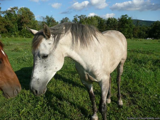 Big Grey Quarter Horse Mare For Sale - Price: $500