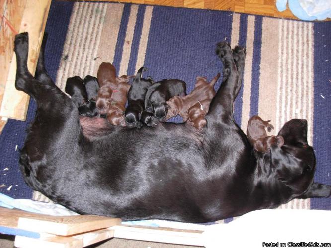 Black and Chocolate Lab Puppies - Price: $250 to $300