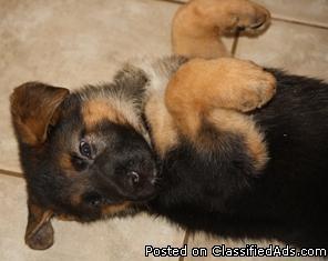 Black and Red German Shepherd Puppies - Price: $850.00