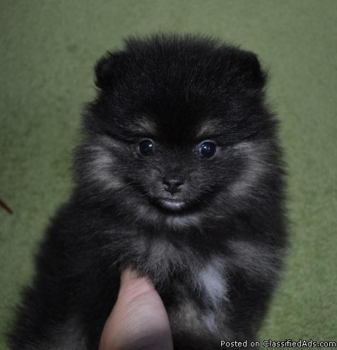 Black and Tan Pomeranian Puppy - Price: $1200