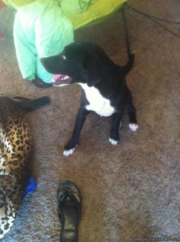 Black and White (sheperd mix??) dog found! I-27 and Bowie