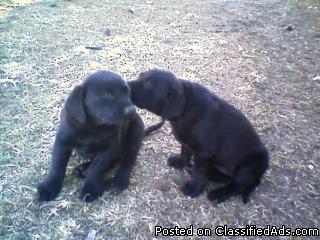 Black Lab Puppies $300 - Price: $300