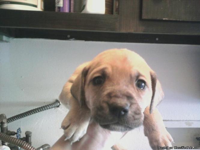 Black Mouth Cur Puppies - Price: $200