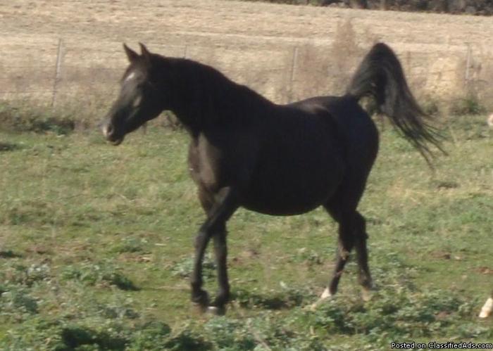 Black purebred Arabian mare - Price: private treaty