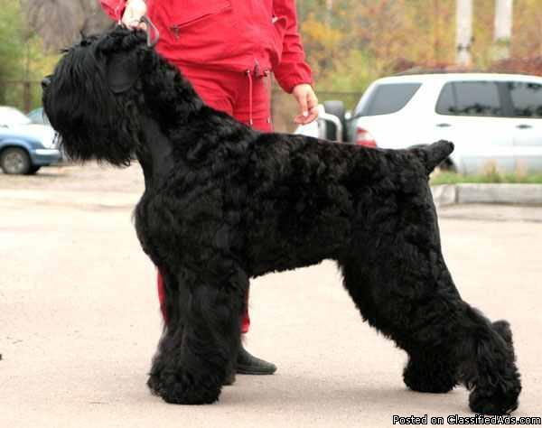 Black Russian Terrier - Price: 600