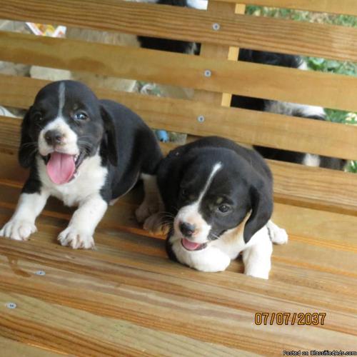 black'white beagles - Price: 200