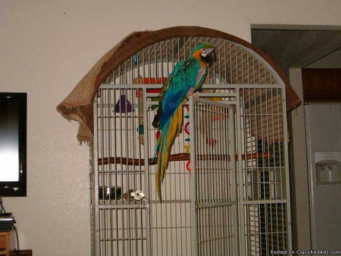 Blue and Gold Macaw - Price: 500.00