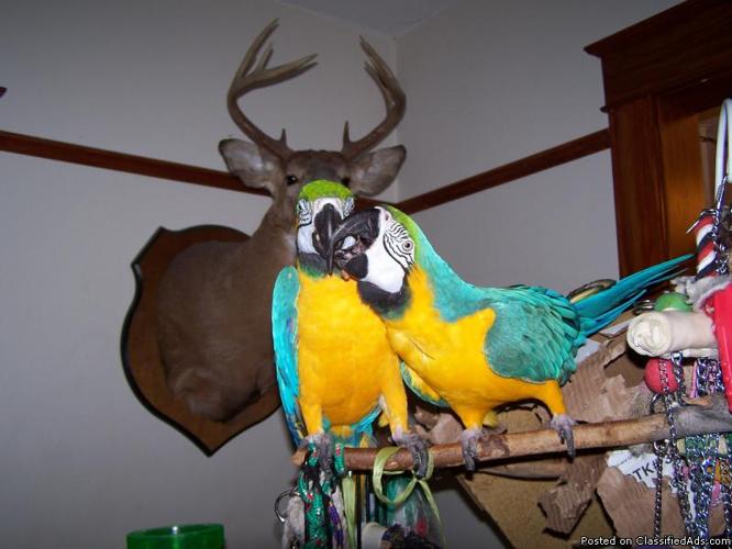 blue and gold macaws - Price: 1,800