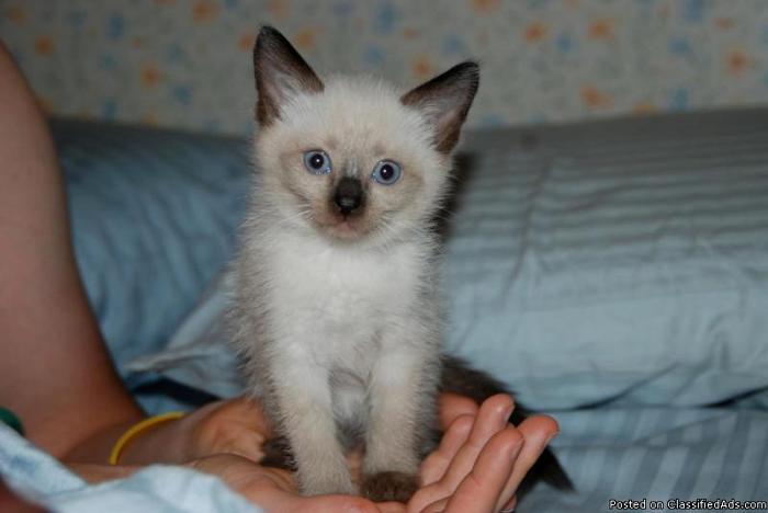 Blue Eye Siamese Purebred kitten - Price: 335