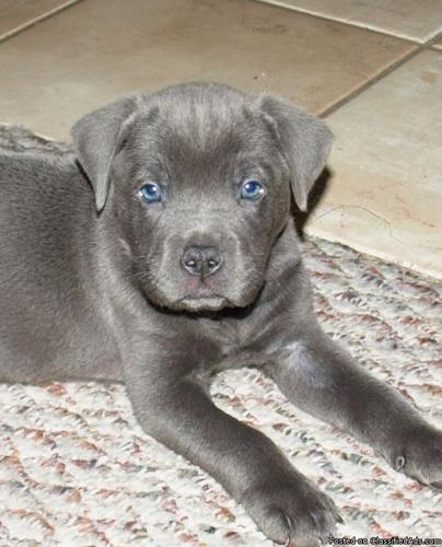 Blue Eyed /Blue Nose Pup - Price: 200