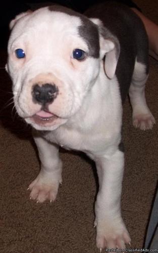 blue nose pit bull puppies - Price: 150